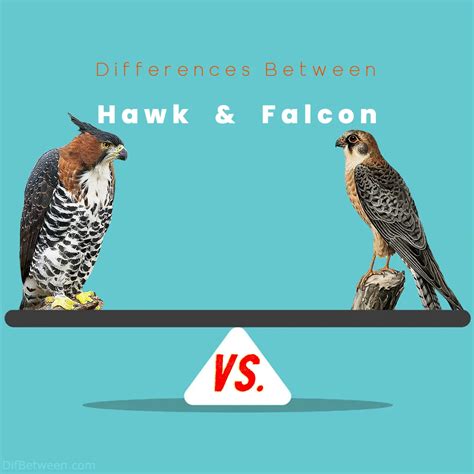 Hawk vs Falcon: Exploring Key Differences