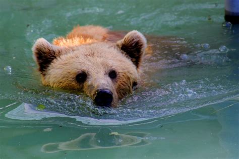How Fast Does a Grizzly Bear Run? [Comprehensive Answer] - CGAA.org