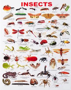 voorkoms 30.48 cm insects and kids room class room wall sticker ...