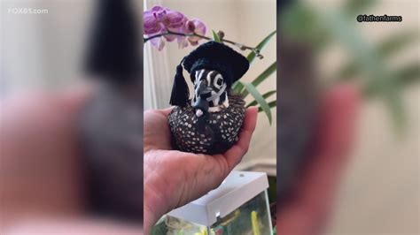 That's a feather in a quail's cap! Connecticut farmer makes 4 quails ...