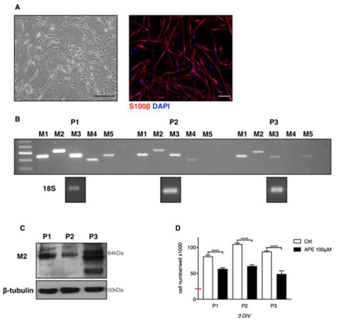 Functional Characterization of Muscarinic Receptors in Human Schwann Cells
