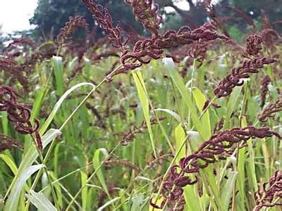 झंगोरा (Indian Barnyard Millet)