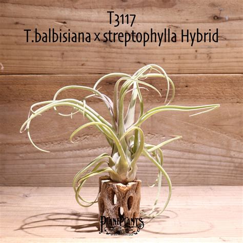 【送料無料】balbisiana × streptophylla〔エアプランツ〕現品発送T3117 | plane plants