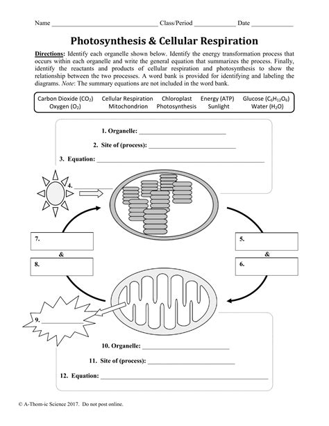 Photosynthesis And Respiration Worksheet - Writing Practice Worksheet