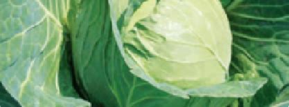 BC-76 - Variety Cabbage | Syngenta