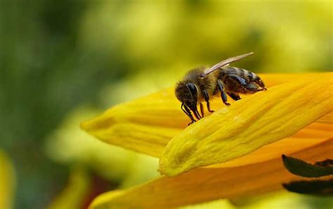 梦见蜜蜂是什么预兆？ - 蜜蜂知识 - 酷蜜蜂