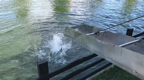 Image result for Spring Run Trout Farm