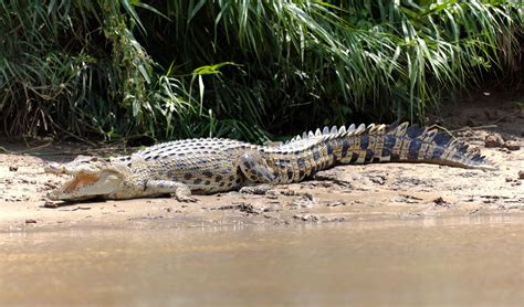 https://cdn.britannica.com/53/234353-050-681CF771/Saltwater-crocodile-riverbank-sabah-malaysia-borneo.jpg