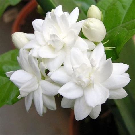 QAUZUYGARDEN 20 Jasmine Seeds, Arabian Jasmine, Sambac Jasmine, India ...