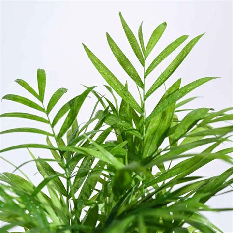 Tropical Wonder Indoor Plant Bundle – Ugaoo