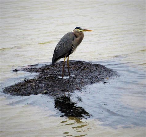 Terra Ceia Preserve State Park - 2021 What to Know Before You Go (with ...