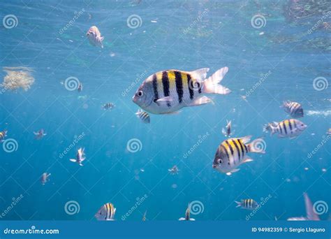 Sergeant Major Fish stock image. Image of fish, barrier - 94982359