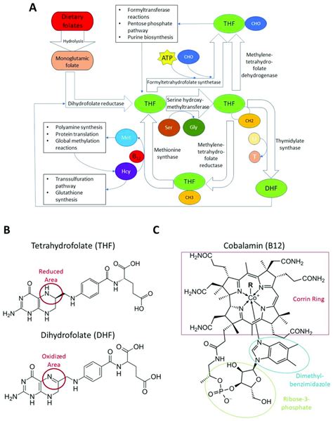 Image result for Folate Function