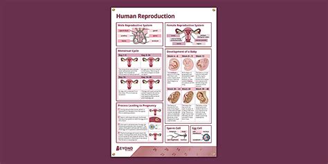 Image result for Reproduction Human-Style