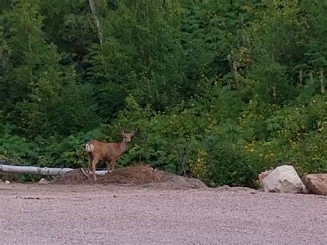 WHISTLER GULCH CAMPGROUND & RV PARK - Updated 2022 Reviews (Deadwood, SD)