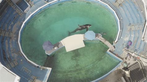 Washington orca in captivity in Miami could be returning home | king5.com