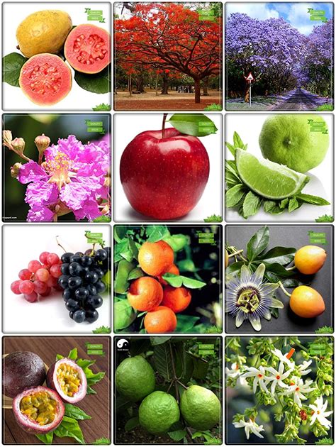 Creative Farmer Seeds Combo Tree Seeds : Blue Jacaranda, Flame Tree ...