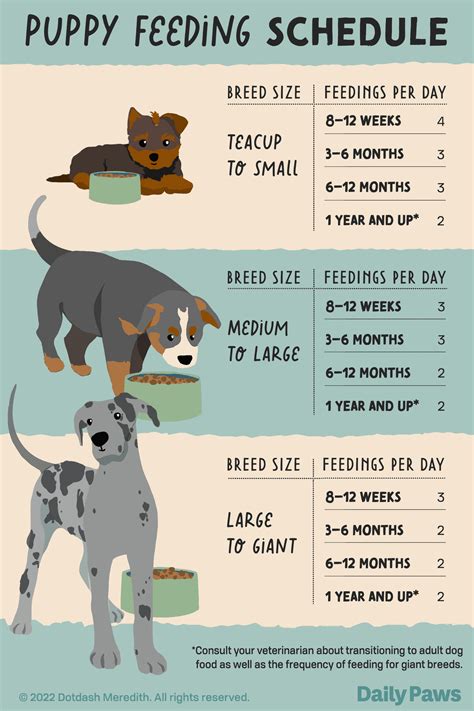 Newborn Puppies Feeding Schedule