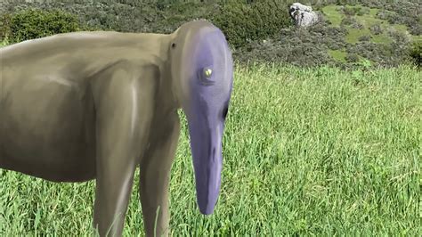 Image result for Dolphin Evolution