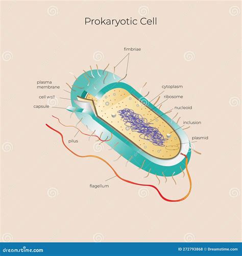 Prokaryotic Cell Structure 的图像结果