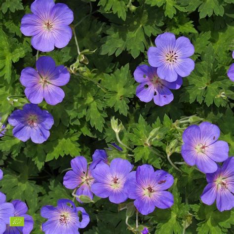 More information about Cranesbill Geranium 'Rozanne' - Organic blue at ...