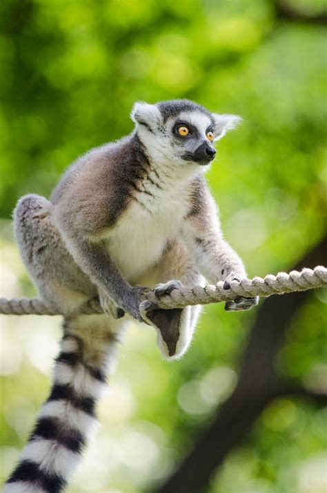 Free Images : tree, nature, bokeh, ring, feet, animal, cute, wildlife ...