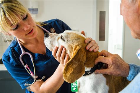 Help - my dog's ear has swollen up - Arun Veterinary Group