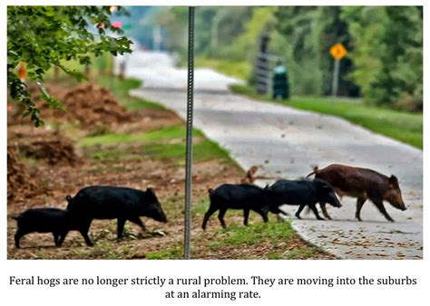 Image result for Exploding Hog