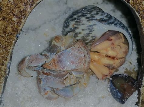 Hermit Crab Surface Molt | The Crab Street Journal