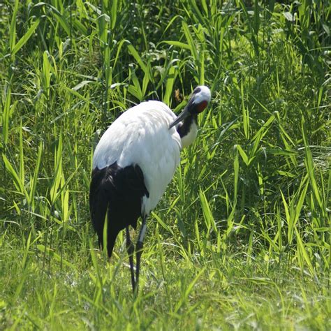 KUSHIRO CITY TANCHOZURU NATURE PARK (2026) All You Need to Know BEFORE ...