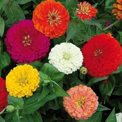 Kraft Seeds Zinnia Dahlia Flower Seeds (1 Packet, Mix 1gm) Fragrant ...