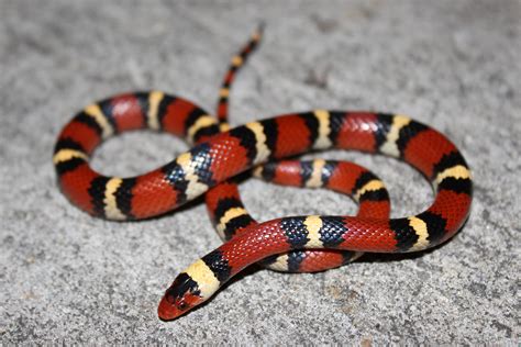 Red And Yellow Snake
