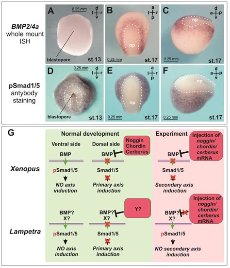 The Molecular Mechanism of Body Axis Induction in Lampreys May Differ ...