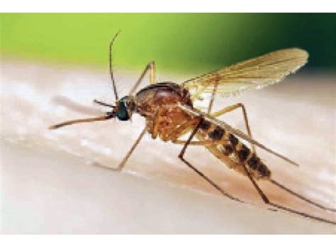 Millions of mosquitoes were released from helicopters in Hawaii to save ...