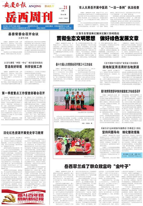 岳西翠兰成了群众致富的“金叶子”--安庆日报·岳西周刊