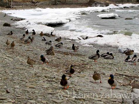 Image result for Springtime Garden