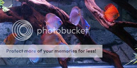 Image result for Setting Up a Discus Tank