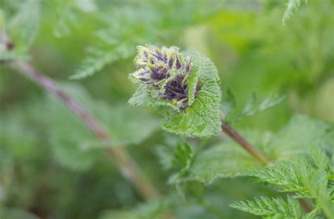 Sikkim plant (Lamiaceae) | Morten Ross