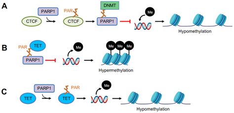 PARP1: Liaison of Chromatin Remodeling and Transcription