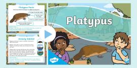 Strong Little Platypus - Story PowerPoint (teacher made)