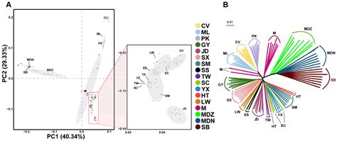 Phenotypic Identification, Genetic Characterization, and Selective ...