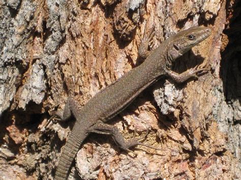 Image result for Spring Lizard