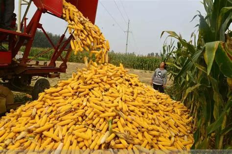 玉米收获后，用好的方法储存可少损失10%的产量！_农民