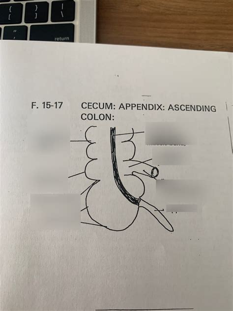 Image result for Appendix Labeled