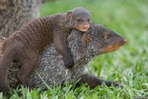 Fun Mongoose Facts for Kids