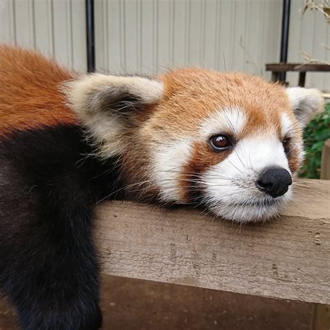 Ichikawa City Zoo (2026) - Alles wat u MOET weten voordat je gaat (met foto's) - Tripadvisor