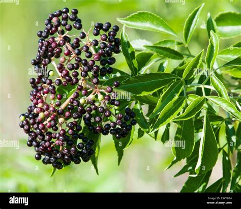 Close-up photo of Florida Elderberry, Sambucus canadensis, with a large ...