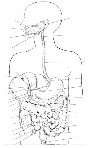 Image result for GI Drawing