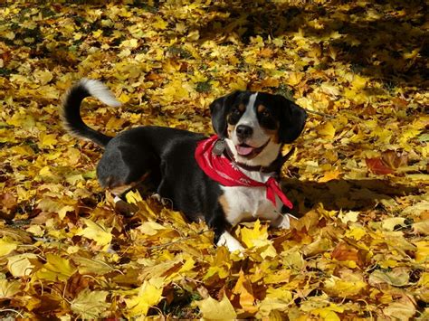 Entlebucher Sennenhund Mountain Dog | Entlebucher sennenhund ...