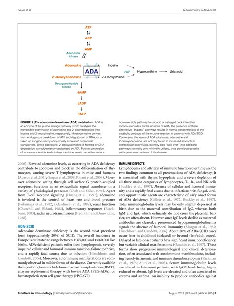 SOLUTION: Autoimmune dysregulation and purine metabolism in adenosine deaminase deficiency ...